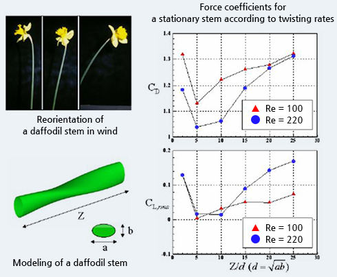 Twisting of the stem (Daffodil)