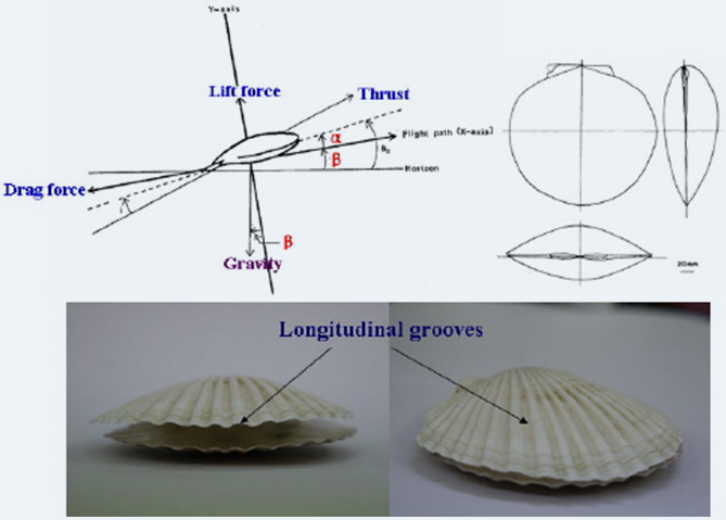 Longitudinal grooves (Scallop)