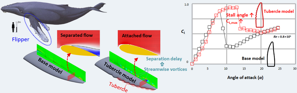 Tubercles (Humpback whale)