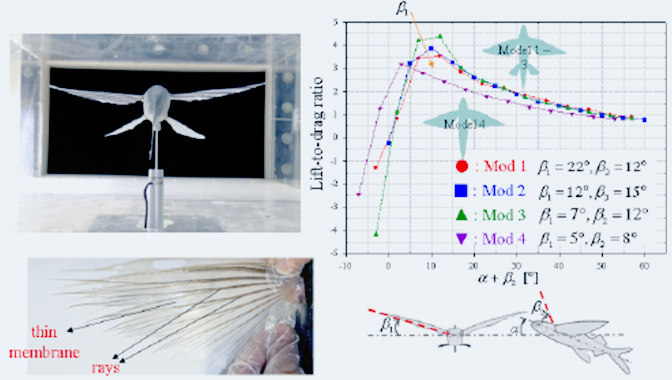 Wing morphologies (Flying fish, etc.)